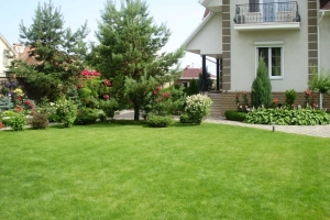 Как выбрать газонную траву для дачи — ТОП-5 лучших и рекомендации по выбору