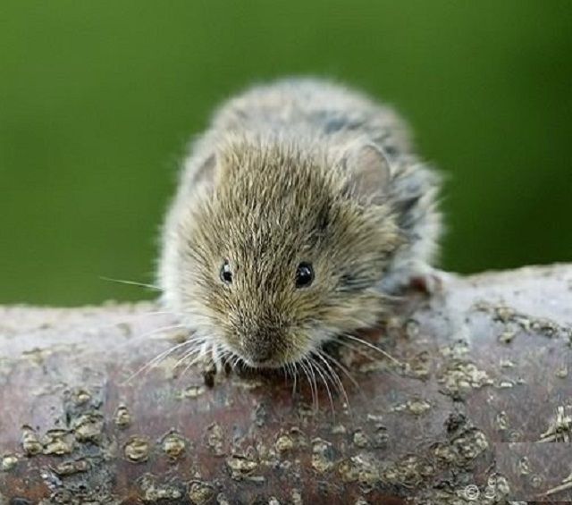 Jaký typ izolace neumožňuje růst myší?