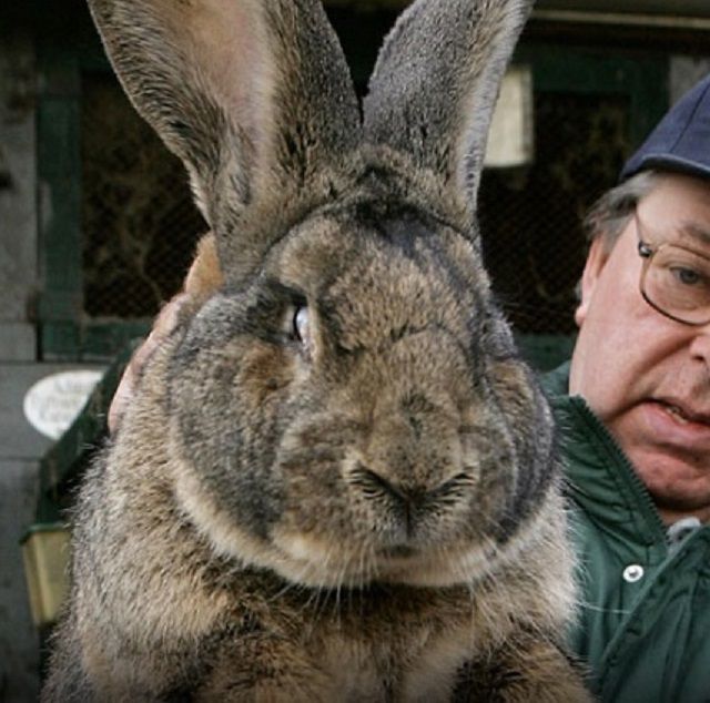 Для кроликов-«великанов» требуются особые условия содержания