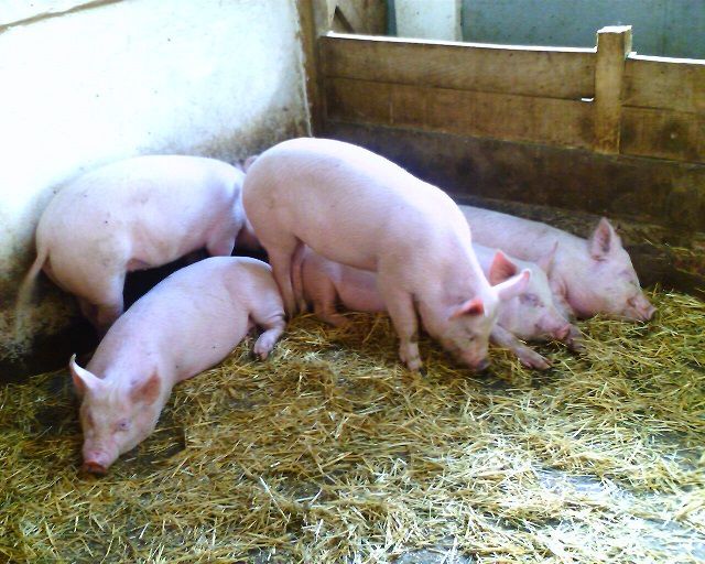 Основы производства свинины в фермерских и личных подсобных хозяйствах