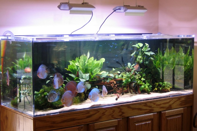 Наличие в комнате крупного аквариума способствует поддержанию оптимальной влажности воздуха.