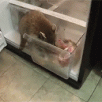 Животные могут забраться в морозильную камеру и съесть ваши запасы