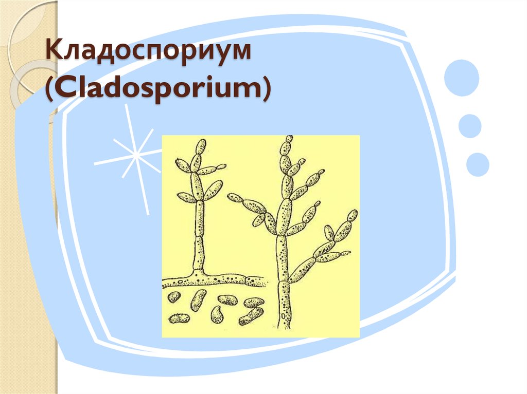 Кладоспориум