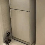 Умным питомцам ничего не стоит добраться до замороженной рыбки