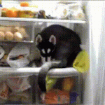 Иногда животные пытаются охладиться в жару, залезая на полку морозилки