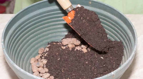 Иногда требуется полная замена грунта – например, если растение было «залито» и его корни начали гнить, в случае замерзания или атаки вредителей