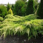 Можжевельник китайский Плюмоза Ауреа