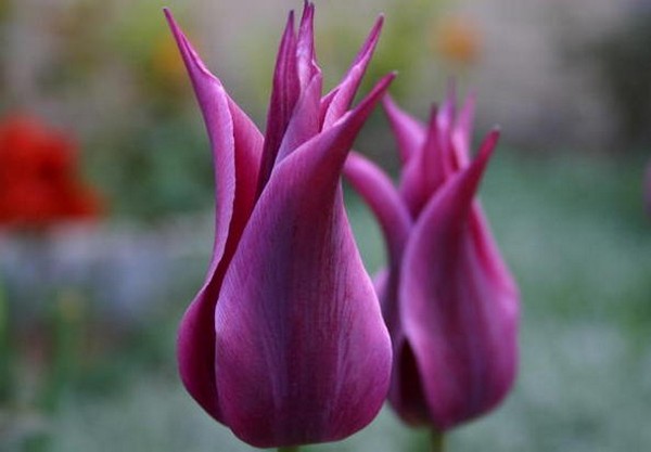 Лилиецветные тюльпаны
