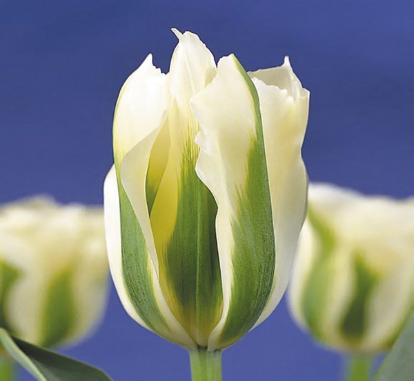 Зеленоцветные тюльпаны