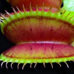 Богемиан Гарнет