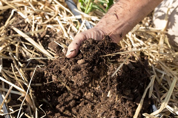 улучшают структуру почвы и плодородие