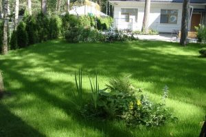 Как выбрать газонную траву для дачи; ТОП-5 лучших и рекомендации по выбору