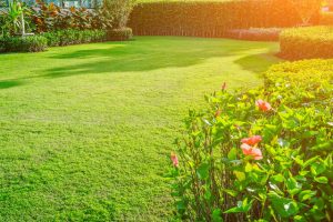 Как выбрать газонную траву для дачи; ТОП-5 лучших и рекомендации по выбору
