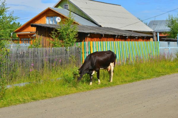 По улицам гуляет разная живность