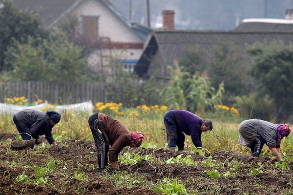 Работа в деревне всегда найдется