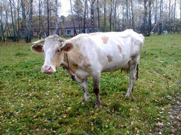 С отпуском в деревне не все так просто