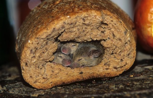 История избавления от мышей в доме из бруса: личный опыт и какой утеплитель грызут мыши чаще всего