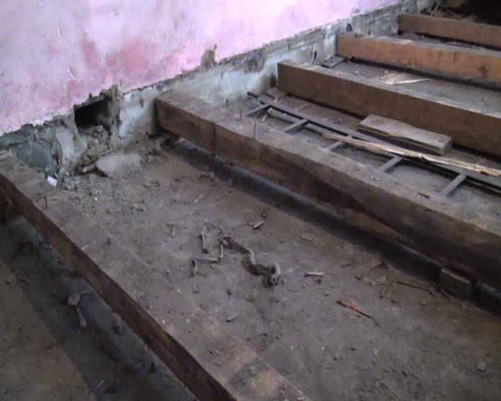 Скелет животного под полом