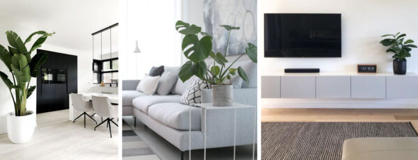 Комнатные растения в стиле минимализм