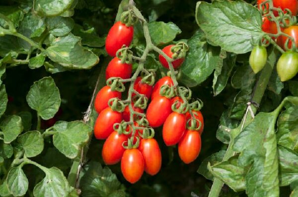 Плум-помидоры